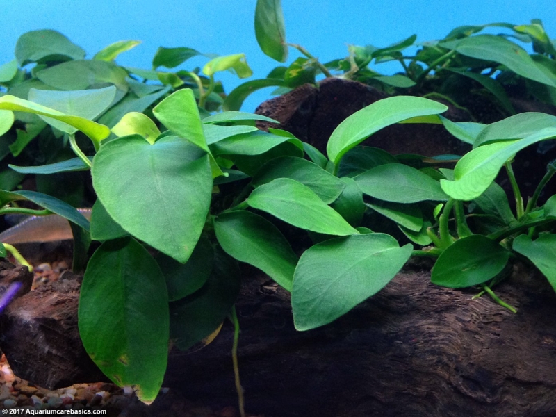 Anubias barteri var. barteri